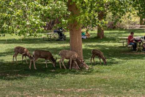 Hirsche an Rest Area im Capitol Reef Nationalpark