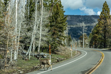 Hirsch auf der Straße im Grand Staircase Escalante NM