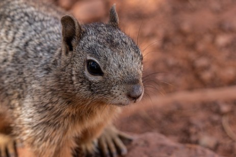 Grand Canyon - Chipmunk bei Cedar Ridge