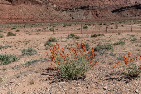 Blumen am Highway 89 in Arizona