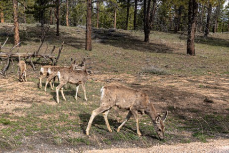 Hirsche bei Bryce Canyon