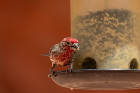 Vogel bei Visitor Center im Valley of Fire