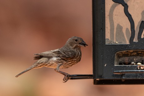 Vogel bei Visitor Center im Valley of Fire