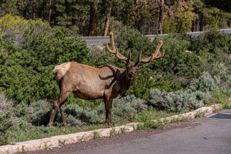 Wapiti am Grand Canyon