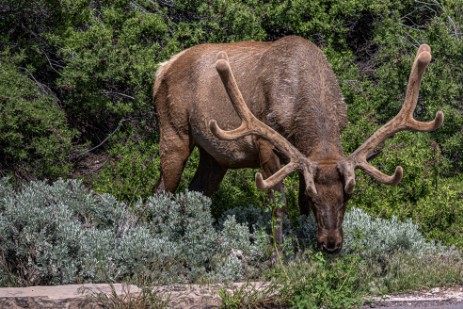 Wapiti am Grand Canyon