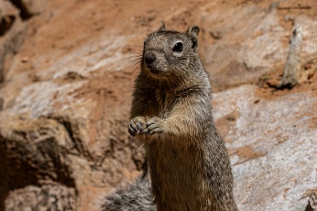 Zion Nationalpark - Chipmunk am Riverside Walk im Zion Nationalpark