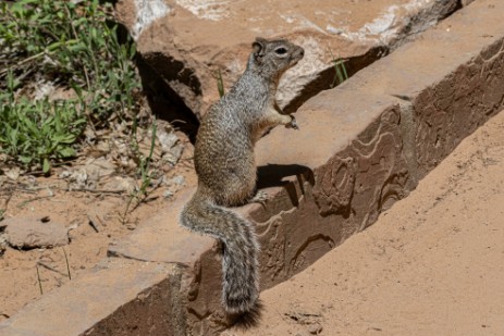 Zion Nationalpark - Chipmunk am Riverside Walk im Zion Nationalpark