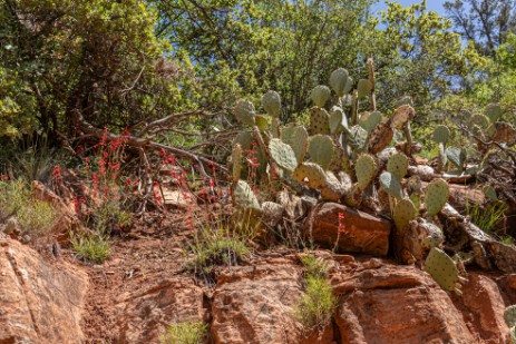 Kakteen bei Emerald Pools im Zion Nationalpark