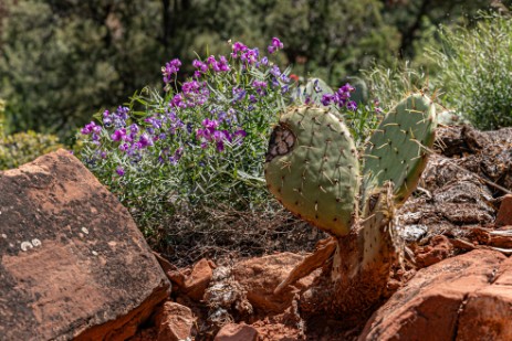 Kakteen bei Emerald Pools im Zion Nationalpark